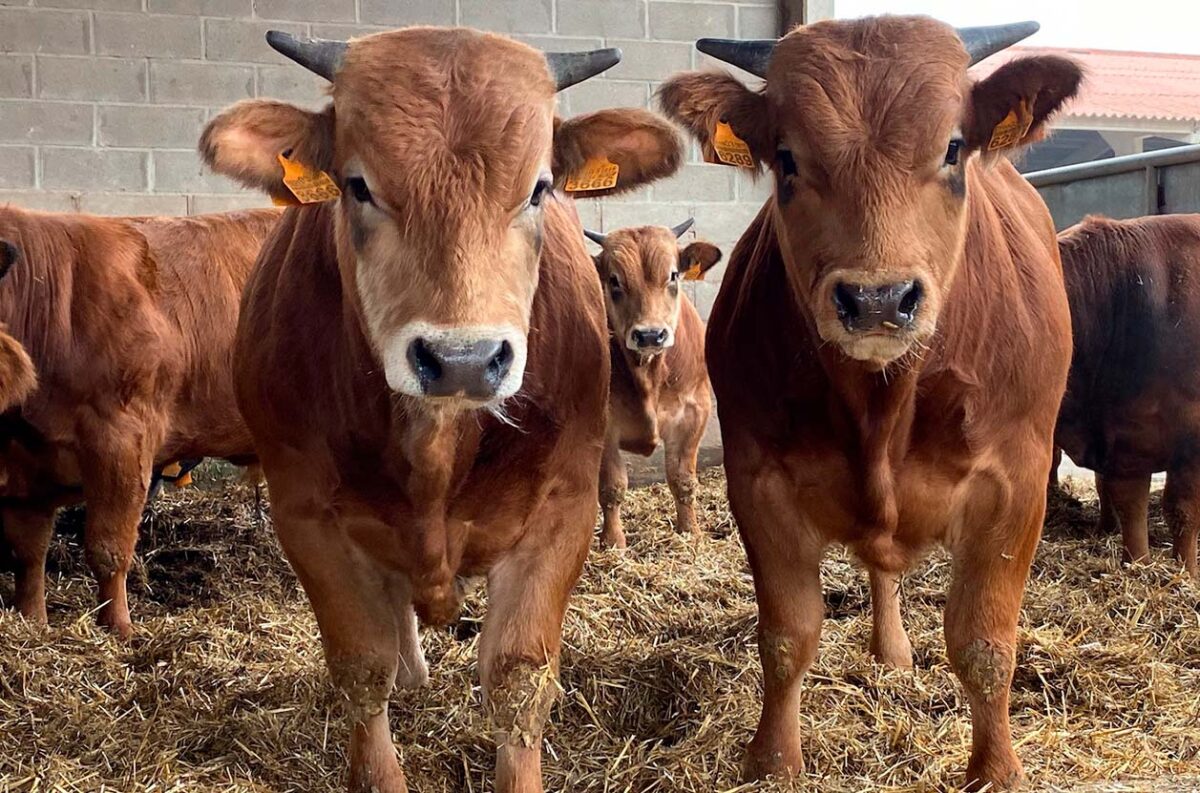 crianza de la vaca instalaciones